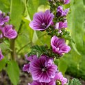 Malva sylvestris 'Brave Heart' fleur